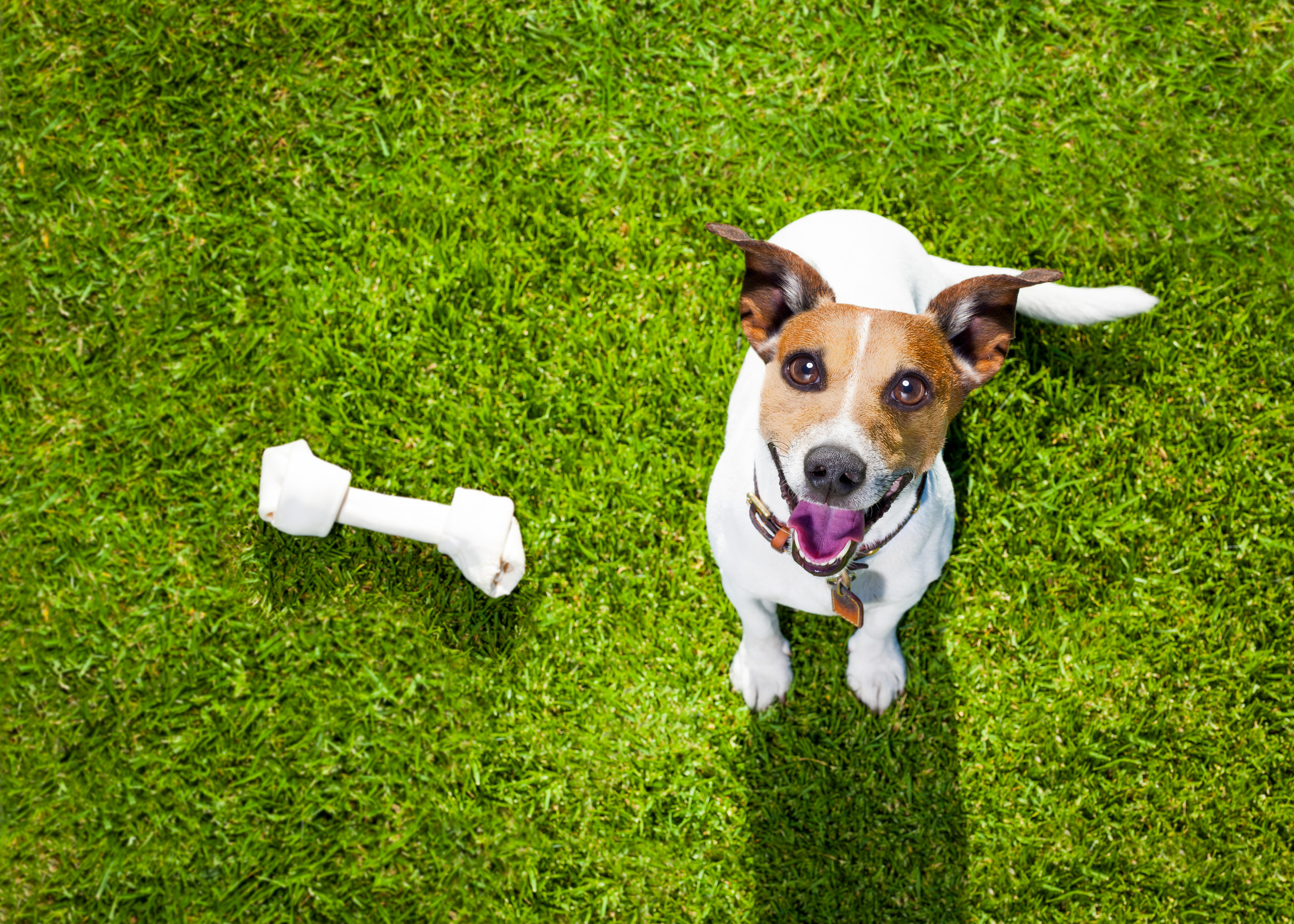 Image of a happy dog